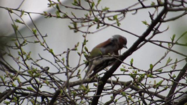 Зяблик самец