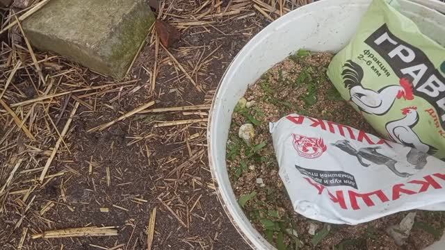 Тепло и БАЦ- снег! Интересный бартер и я с новым цветком. Курочкам гравий и ракушка очень нужны.