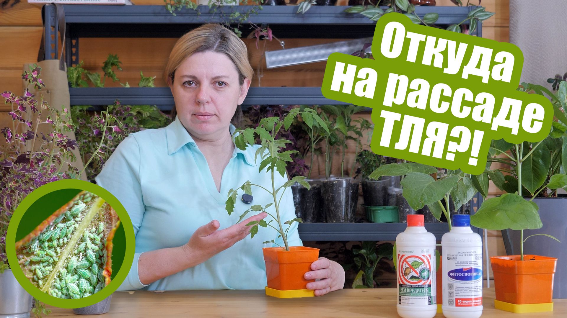 Тля на рассаде: чем обработать растения