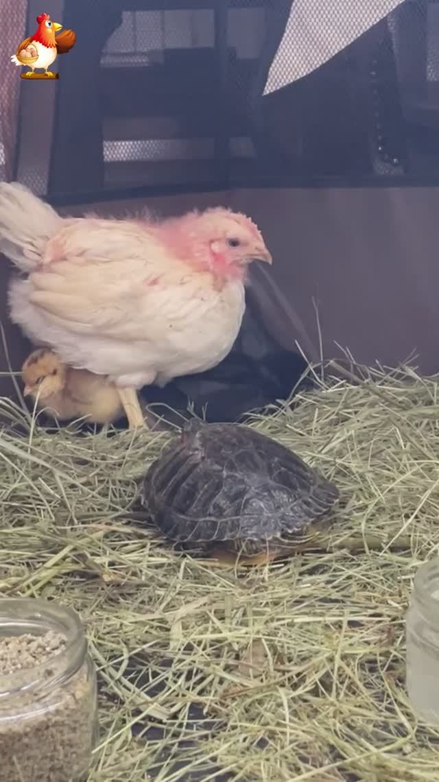 Черепаха и 3 цыпленка (1)