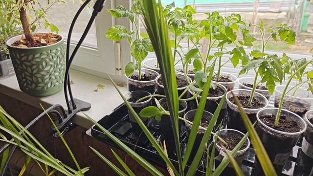 Как вырастить финиковую пальму из косточки...