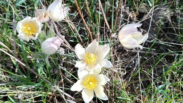 Первые весенние цветы!💐🌷💐 смотреть онлайн