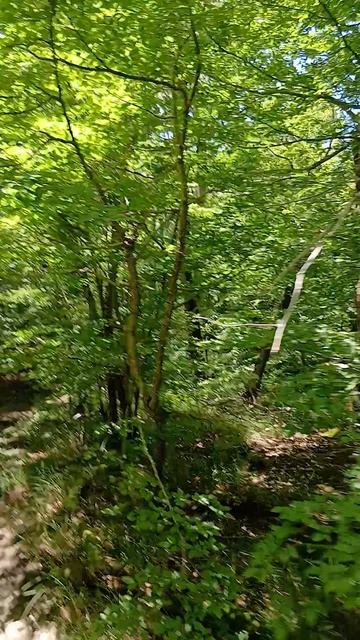 Интересное дупло зарозшее мхом, красивые деревья на тропе здоровья в Архипо-Осиповке на горе Медведь