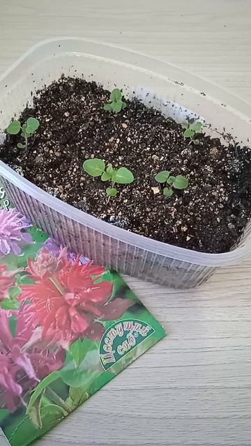 Монарда рассада в возрасте месяц от посева семян