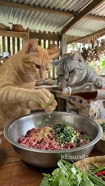 Котики - кулинары