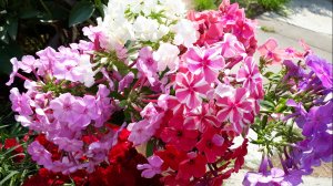 2382. ВПЛ, флоксы в от. гр.