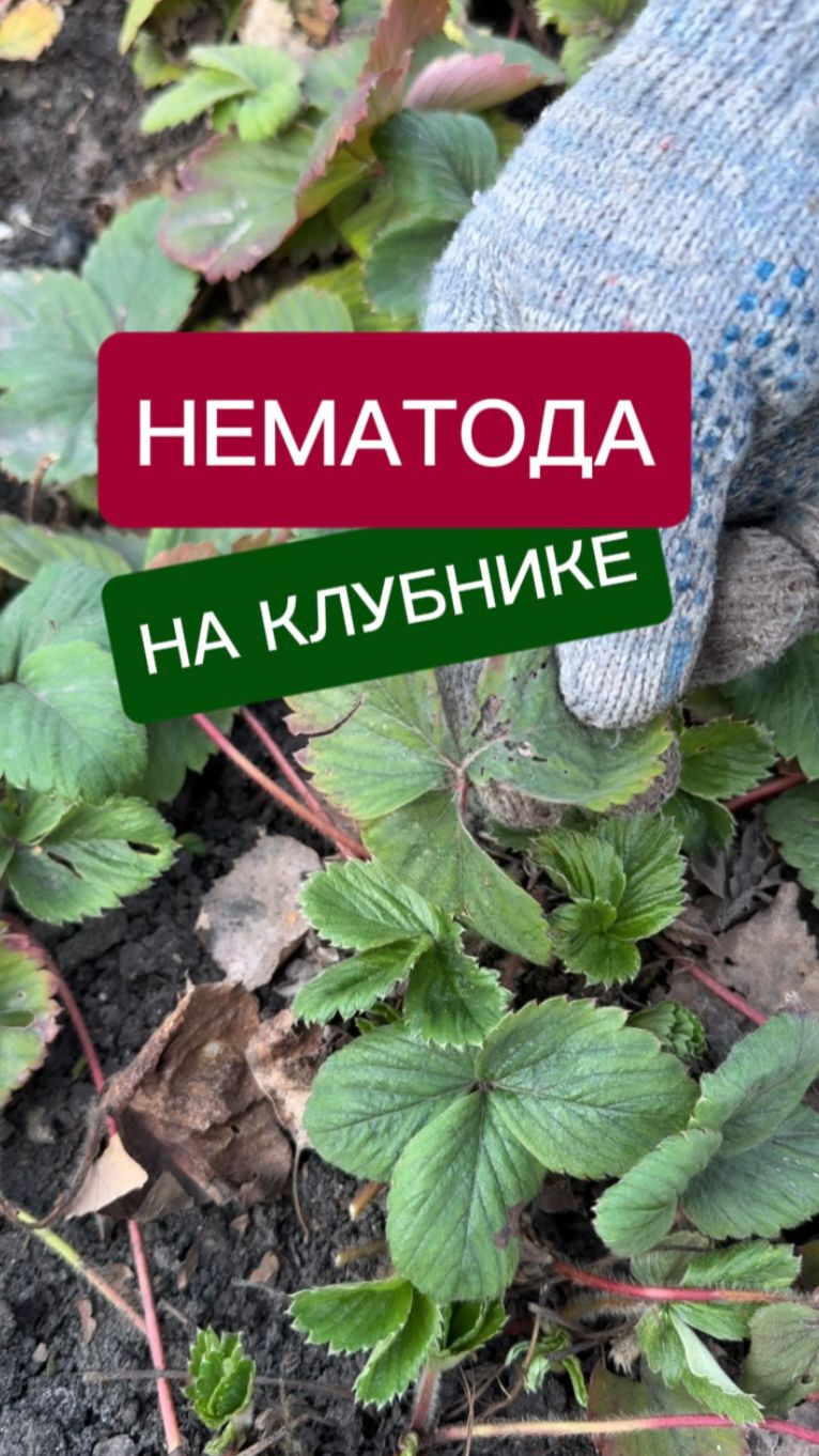 Нематода на клубнике: как выглядит, методы борьбы