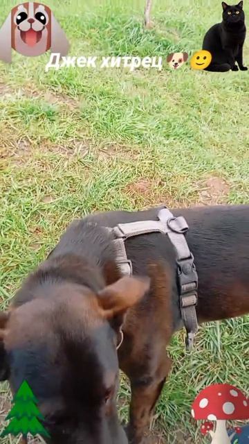 Джек хитрец🐶🐱😅