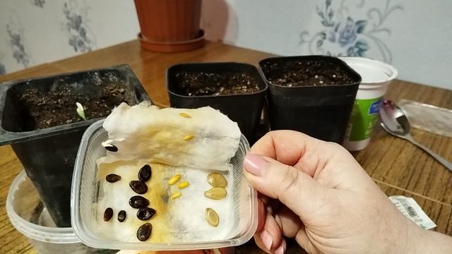 Садово-огородная сага. Арбуз дынька и огурец на рассаду.