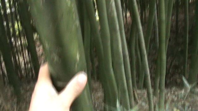 136)з ДЕНДАРИ ПАРК СОЧИ