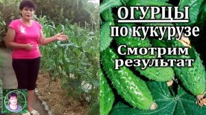 Можно ли сажать огурцы вместе с кукурузой. Часть 2. Результат моего эксперимента