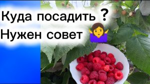 24-04-2026Куда посадить? Нужен совет 🤷♀️