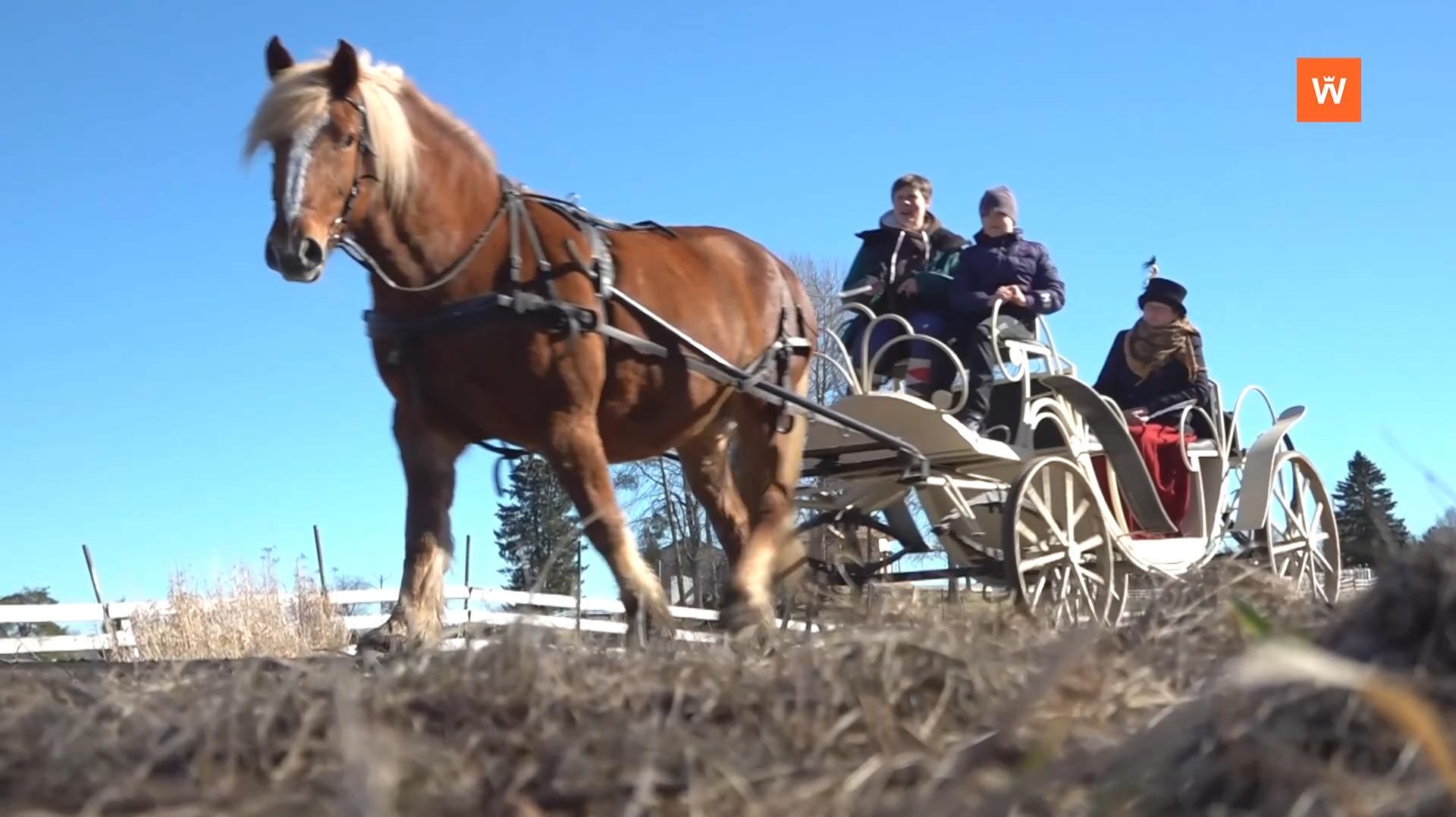 Программа Город. Новости по-выборгски от 23 апреля 2026 года