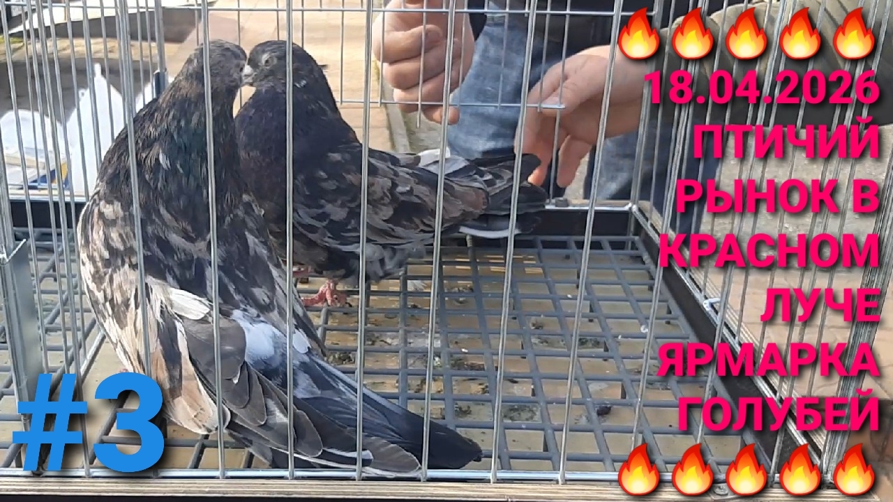 🔥🔥🔥 18.04.26 Птичий рынок в Красном Луче. Ярмарка голубей. Часть 3. Pigeons Fair. Bird Market.
