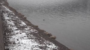 ПОСЛЕ СЕЗОНА МЕЛКОВОДЬЯ УРОВЕНЬ ЕНИСЕЯ ПОШЕЛ ВВЕРХ