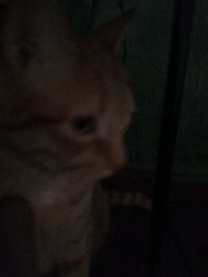 кот мой Пушок