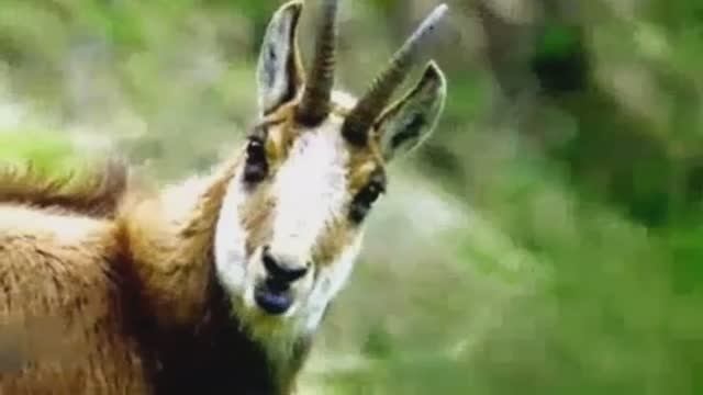 Из Книги Иова