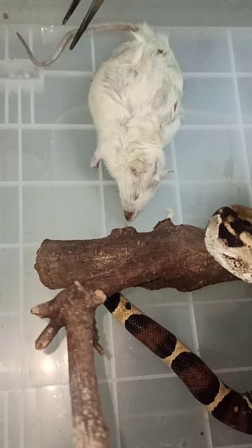 Кормление удава Ноники.