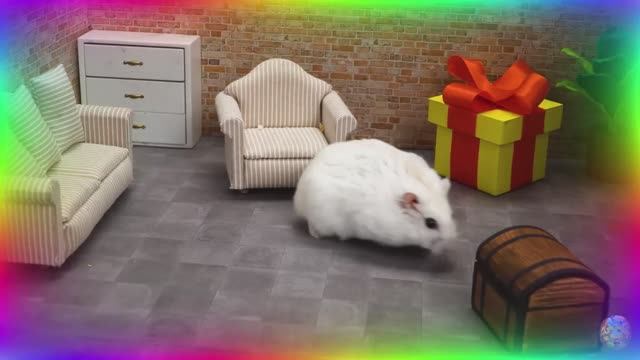 Приключения хомяков в лабиринте: найдут ли они выход?!... часть 1