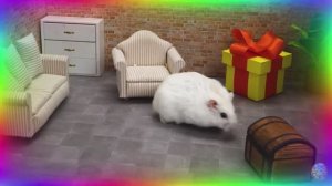 Приключения хомяков в лабиринте: найдут ли они выход?!... часть 1