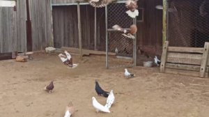 20 04 2026 Безкружные голуби, Кириллова Сергея