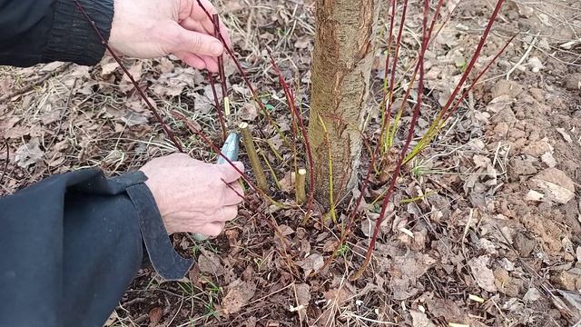 Прививка сливы в расщеп