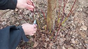 Прививка сливы в расщеп