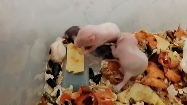 Самостоятельные малыши.