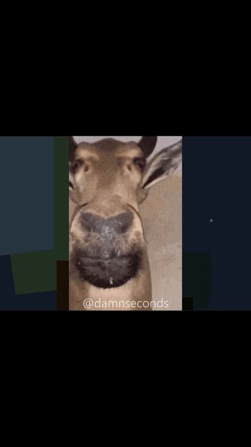 First meeting - Noob & Steve   Damn seconds