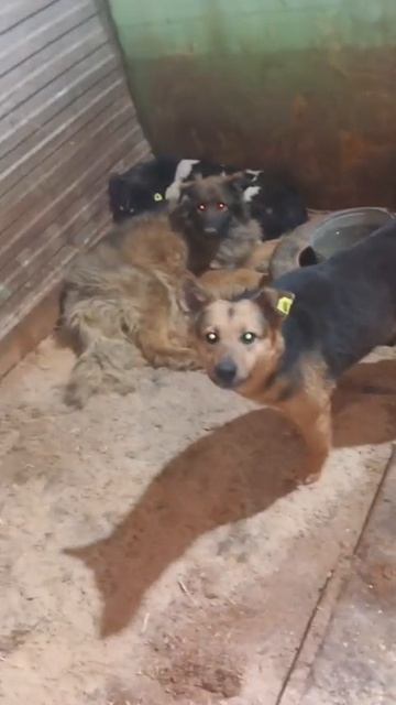 Уфа, Башкирия
Попал в отлов вот  такие собаки!😰Добрые и ласковые 
Пожалуйста, сделайте репост🙏