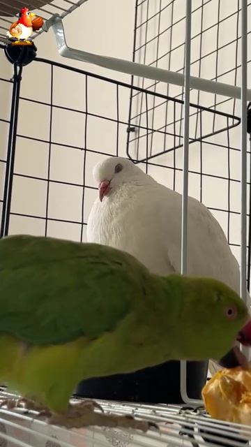 Зеленый попугай и белый голубь (23)