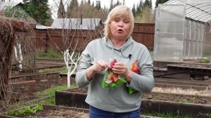 Первый весенний УХОД за КЛУБНИКОЙ!