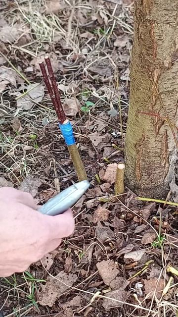 Прививка сливы в расщеп - очень кратко