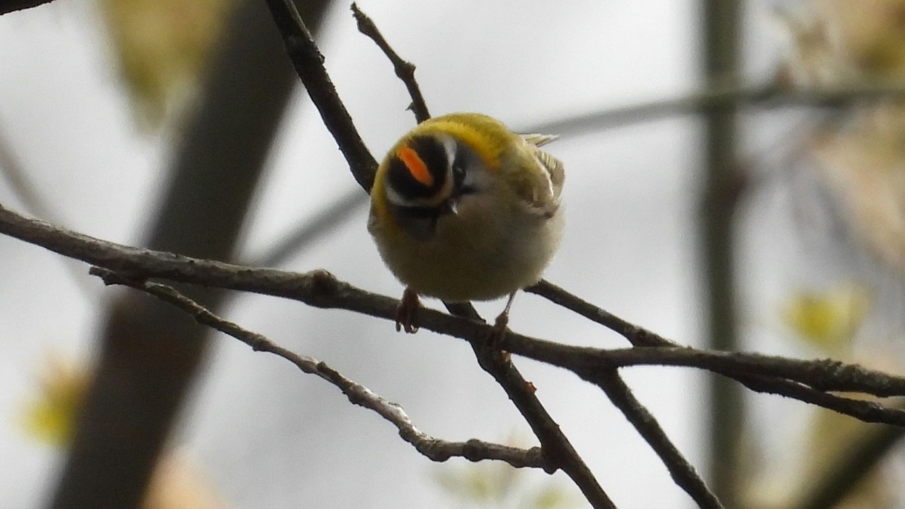 Красноголовый Королёк, голоса птиц, наблюдение птиц в Великом Новгороде, 24 апреля 2026