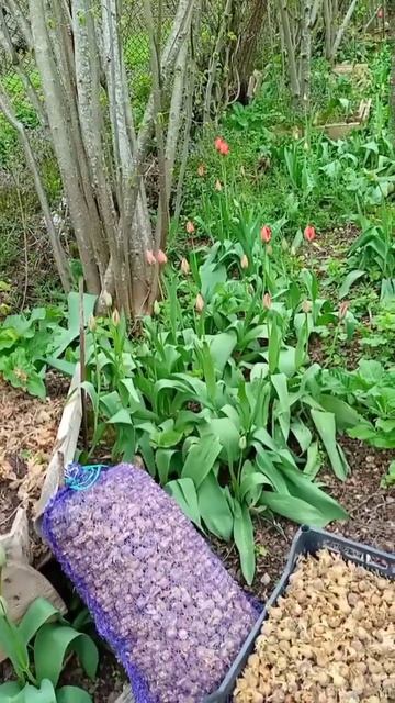 Садок лещины или вишневый.Спор двух классиков.Н.Винтер и Т.Шевченко.