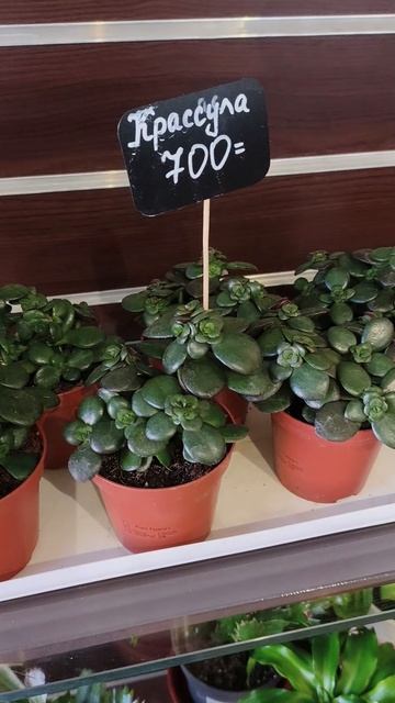 Прогулка по цветочному магазину 