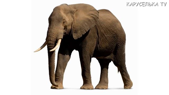 Первые слова для малыша Учим животных Развивающие мультики для детей