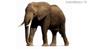 Первые слова для малыша Учим животных Развивающие мультики для детей