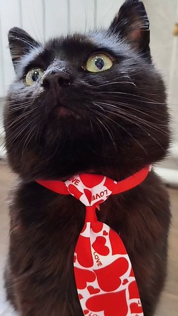 #село #кот #черныш #животные #голос #мысли #мысливслух #cat