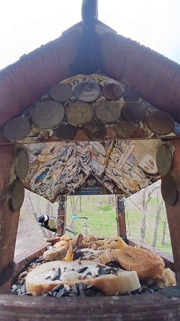 1000016222.mp4Кормушка.24.04.2026г.