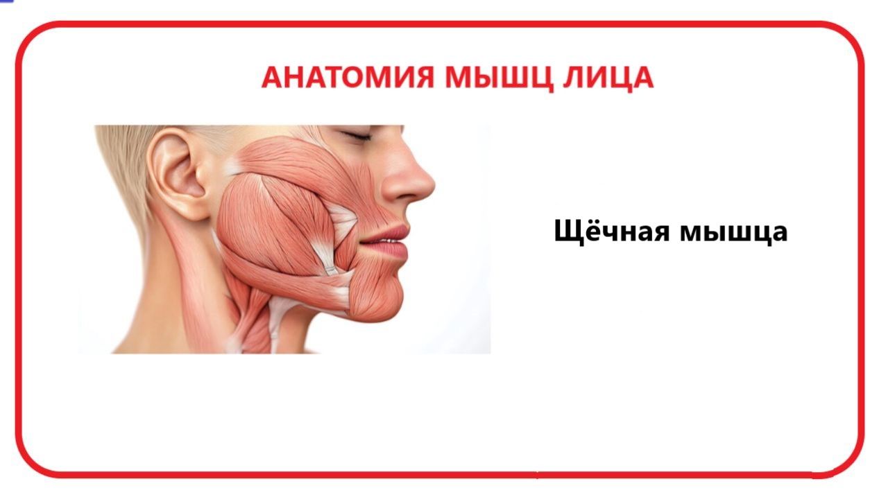 Щечная мышца