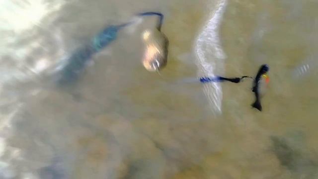 умный подводный поплавок на сома на течении