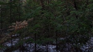 мы в лесу лол кек чебурек