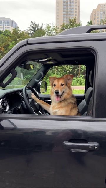 Собака за рулем: кто ведет машину? собака приключения вождение весело