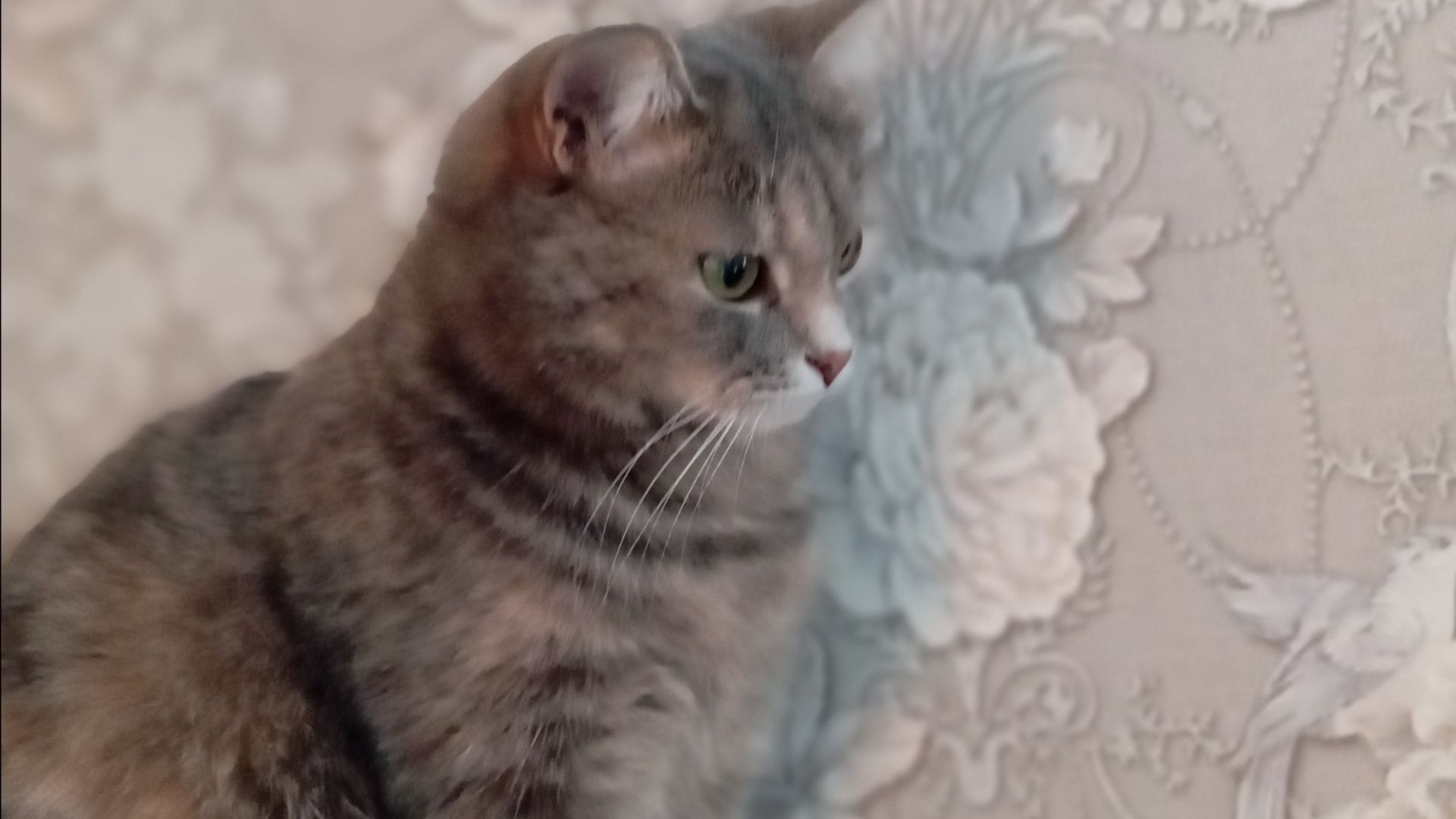 Чуча или Чучела❤