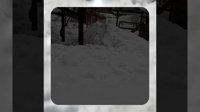 1000056987.mp4 Собака наблюдает за устройством лестницы на 2-ой этаж в доме А-фрейм