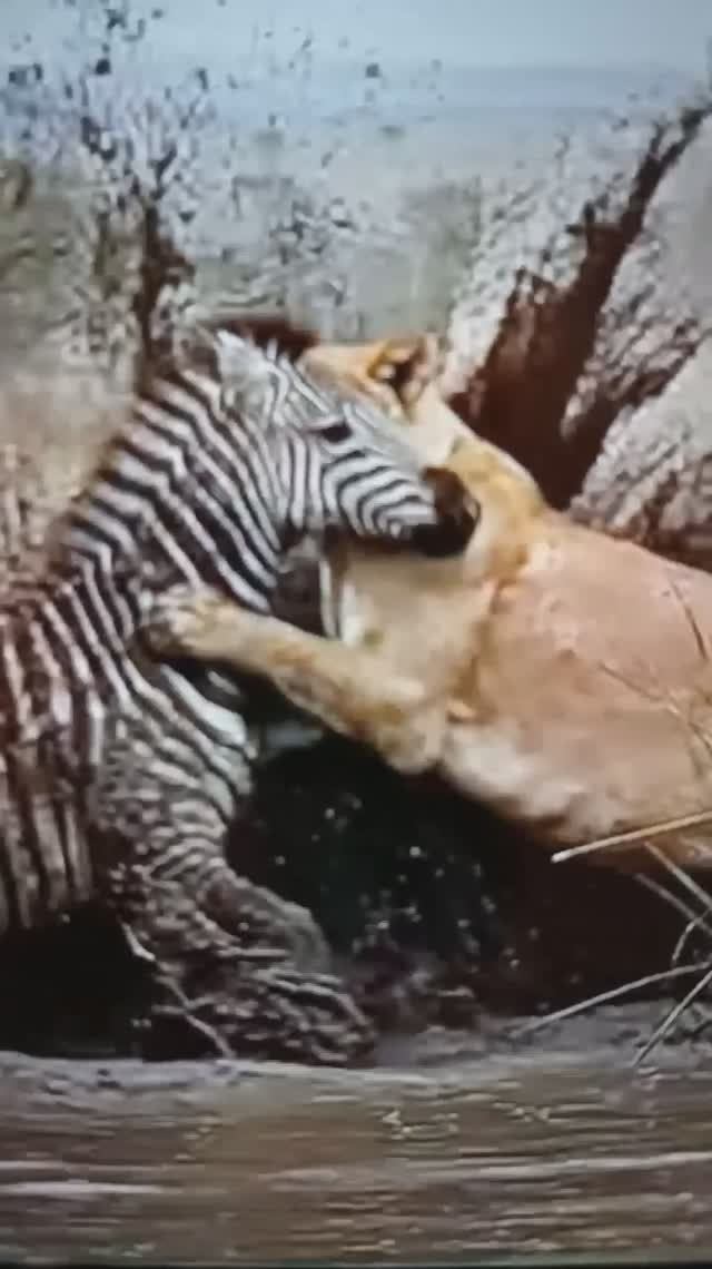 Львица напала на ЗебруShorts