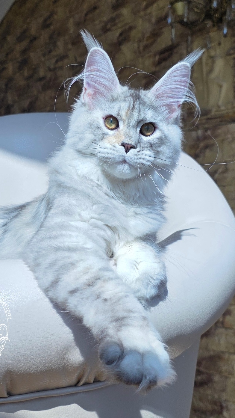 Beyonce Mos Lakshestar котенок мейн кун 5 месяцев.