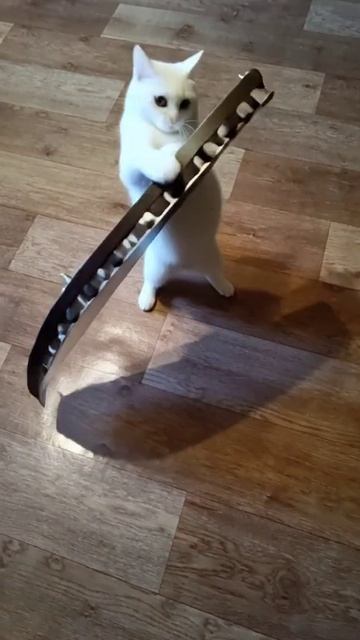 Гусли и Кошка. Поднимает Гусли. СКК 