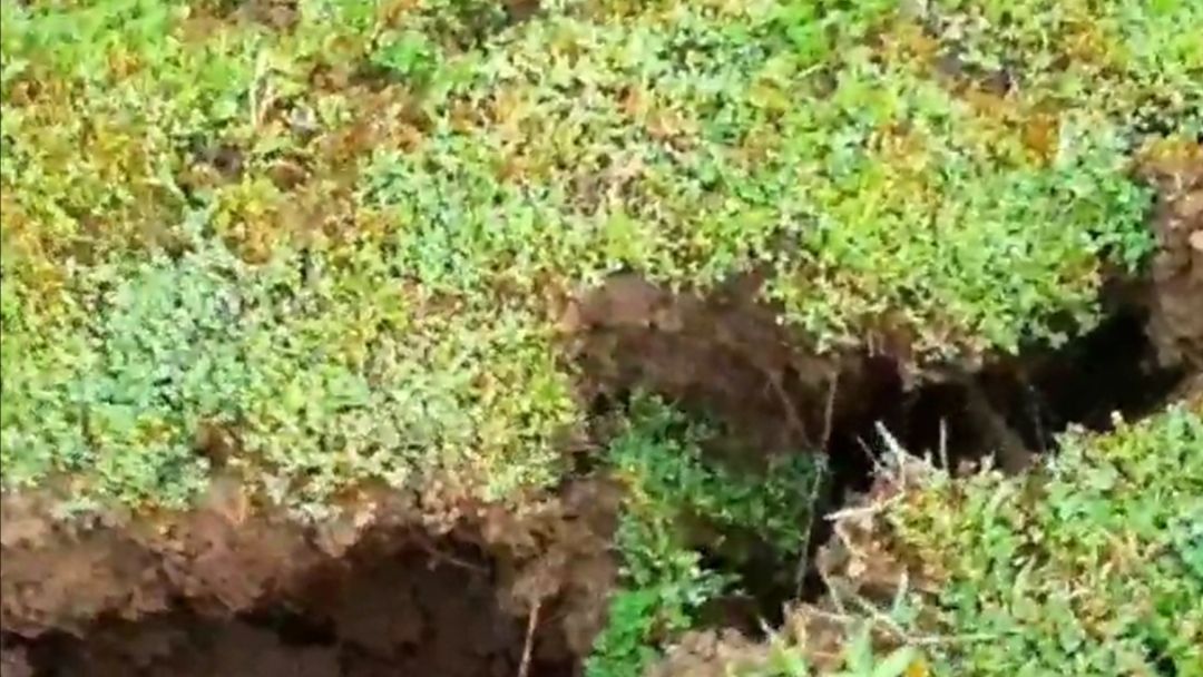 Ополозни в горах Дагестана, прогуливая по горам Табасарана мы увидели много ополозни